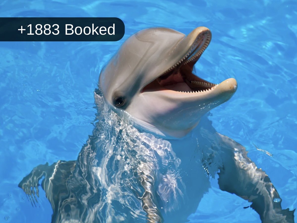 Alanya Dolphin Show with Hotel Transfer